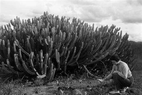  Die Tränen der Sierra Madre: Eine Reise durch Trauer und Transformation im alten Mexiko!